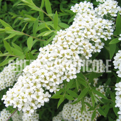 image de Spiraea x arguta 