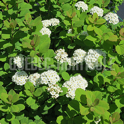 image de Spiraea betulifolia Tor ou Thor