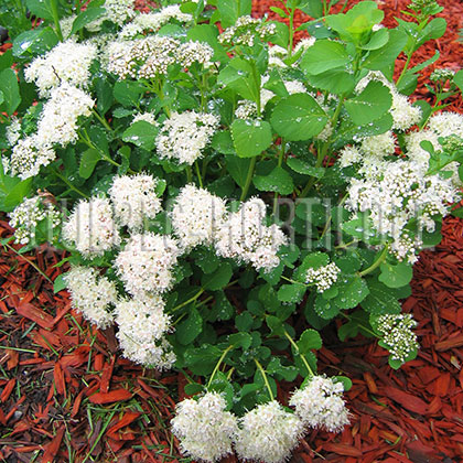 image de Spiraea betulifolia aemiliana 