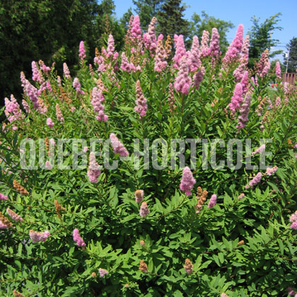 image de Spiraea x billiardii  Triumphans