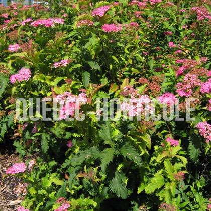 image de Spiraea japonica Crispa