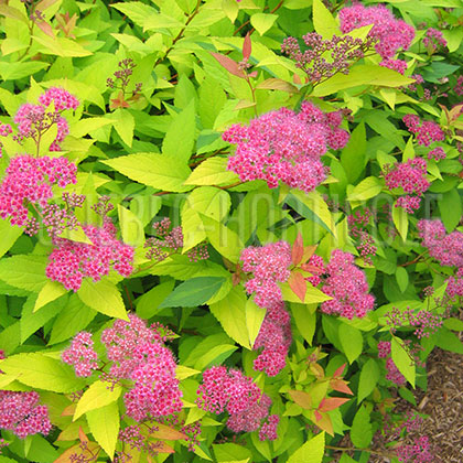 image de Spiraea japonica Goldflame