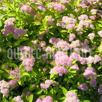 image de Spiraea japonica Gold Mound