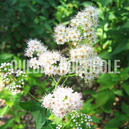 image de Spiraea alba var. latifolia 