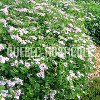 image de Spiraea japonica Little Princess