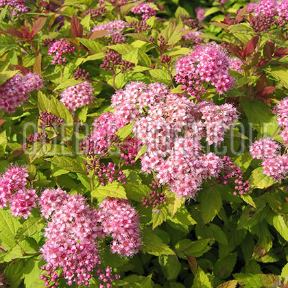 image de Spiraea japonica Magic Carpet