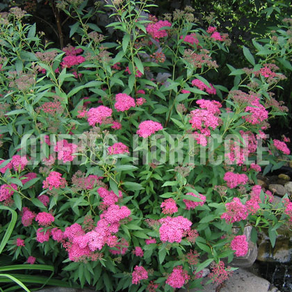 image de Spiraea japonica Neon Flash