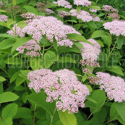 image de Spiraea fritschiana Pink Parasols®