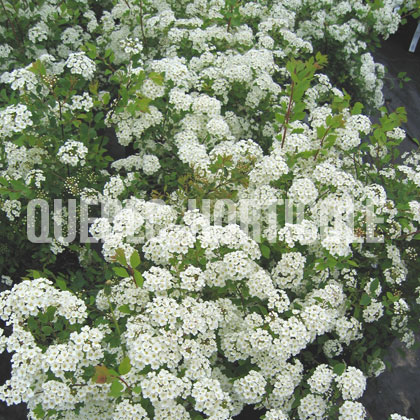 image de Spiraea x vanhouttei Renaissance