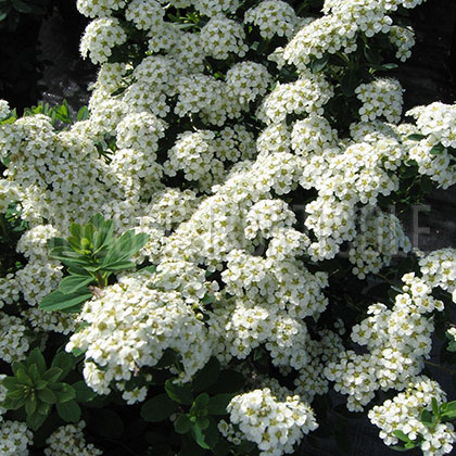 image de Spiraea nipponica Snowmound