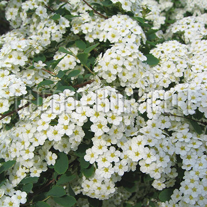 image de Spiraea x vanhouttei 