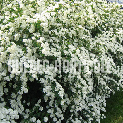 image de Spiraea x vanhouttei 