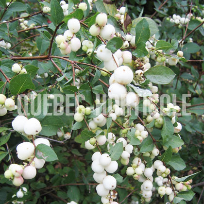 image de Symphoricarpos albus 