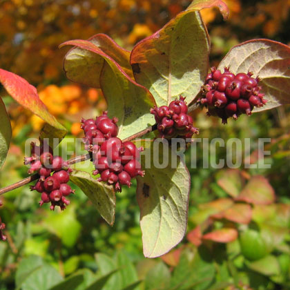 image de Symphoricarpos orbiculatus 