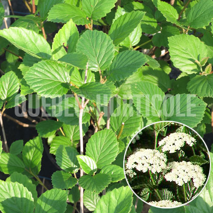 image de Viburnum dentatum Chicago Lustre