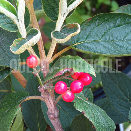 image de Viburnum lantana Mohican