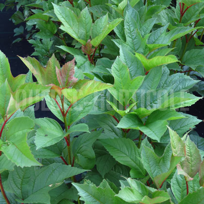 image de Viburnum trilobum Red Wing