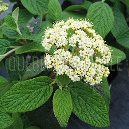 image de Viburnum x rhytidophylloides Alleghany