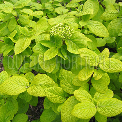 image de Viburnum lantana Aureum