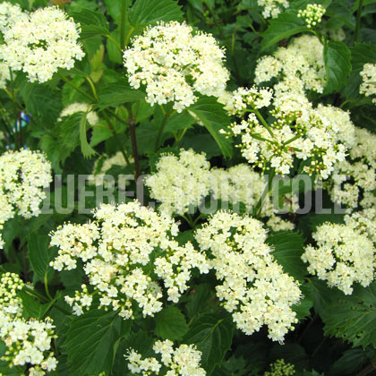 image de Viburnum dentatum Blue Muffin