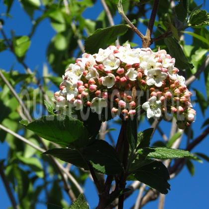 image de Viburnum carlcephalum 