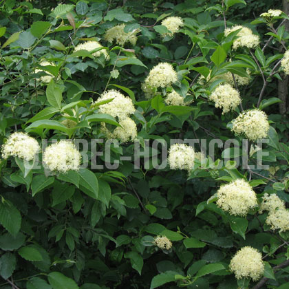 image de Viburnum cassinoides 