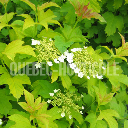 image de Viburnum trilobum Harvest Gold