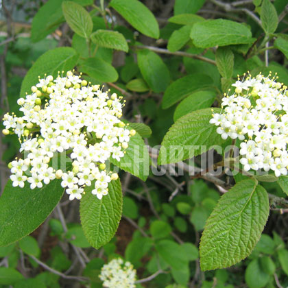 image de Viburnum lantana 