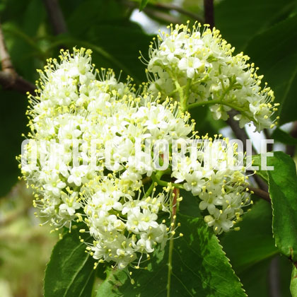 image de Viburnum lentago 