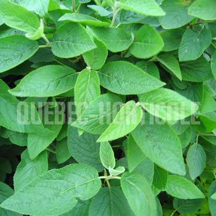 image de Viburnum lantana Mohican