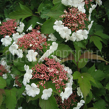 image de Viburnum sargentii Onondaga