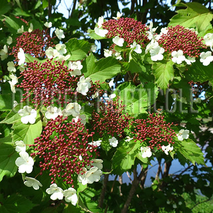 image de Viburnum sargentii Onondaga