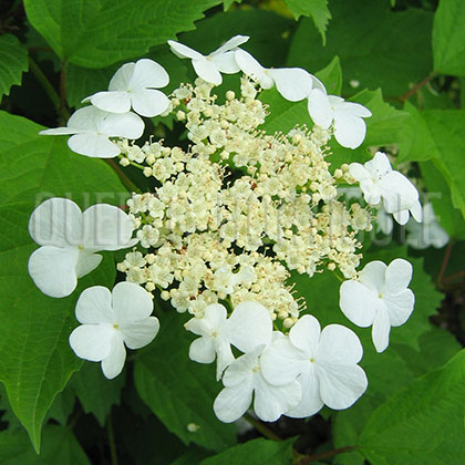 image de Viburnum trilobum 