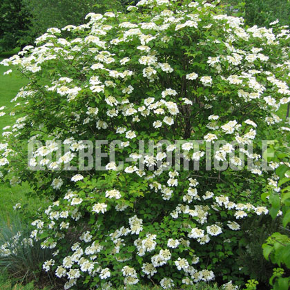 image de Viburnum trilobum 