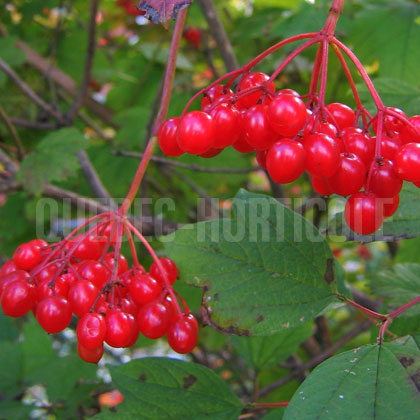 image de Viburnum trilobum 