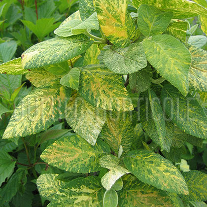 image de Viburnum lantana Variegatum