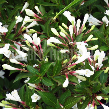 image de Weigela Black And White