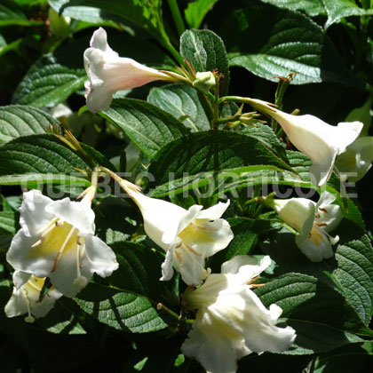 image de Weigela Czechmark Sunny Side Up®