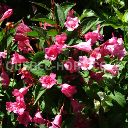 image de Weigela Czechmark Twopink®