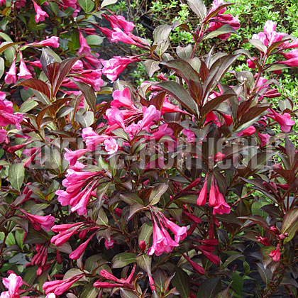 image de Weigela Fine Wine