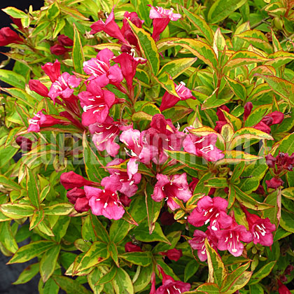 image de Weigela French Lace