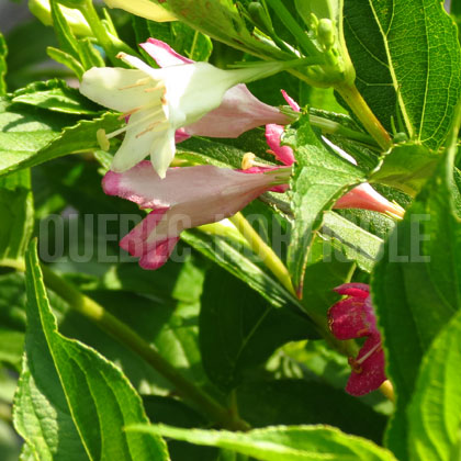 image de Weigela Marjorie