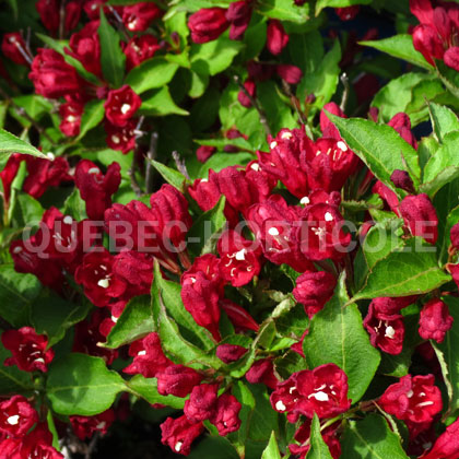 image de Weigela Maroon Swoon®