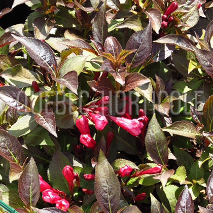 image de Weigela Midnight Wine