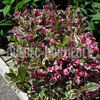 image de Weigela My Monet®