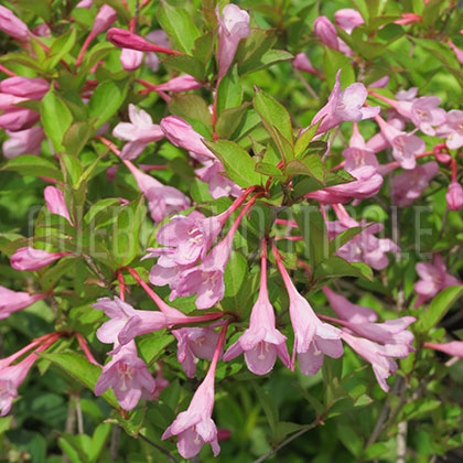 image de Weigela Pink Princess