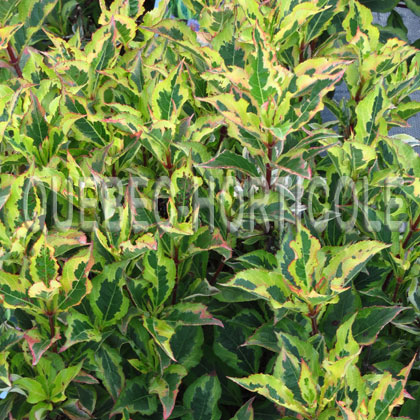 image de Weigela Rainbow Sensation