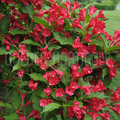 image de Weigela Red Prince