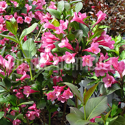 image de Weigela Samba