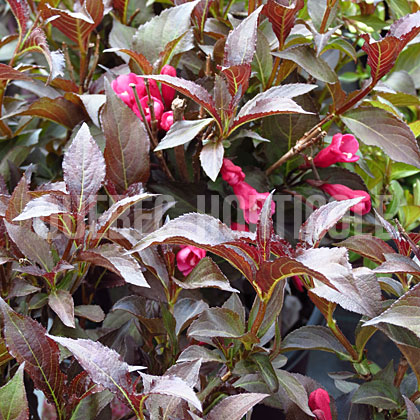 image de Weigela Shining Sensation